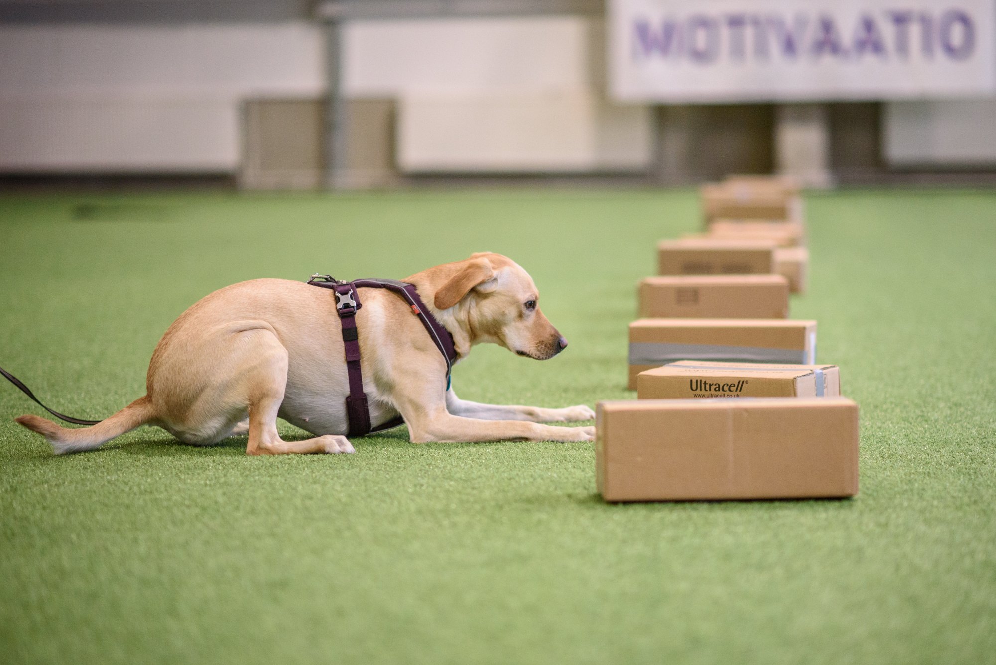 Nosework